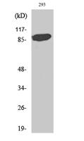 Stat5a Polyclonal Antibody