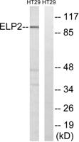 StIp1 Polyclonal Antibody