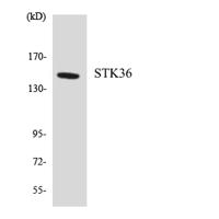 STK36 Polyclonal Antibody