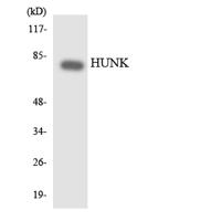 HUNK Polyclonal Antibody