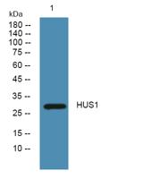 HUS1 Polyclonal Antibody