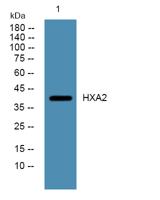 HXA2 Polyclonal Antibody