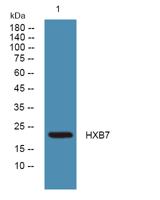 HXB7 Polyclonal Antibody