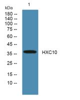 HXC10 Polyclonal Antibody