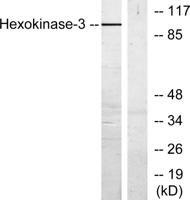 HXK III Polyclonal Antibody