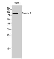 Stonin-1 Polyclonal Antibody