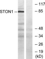 Stonin-1 Polyclonal Antibody