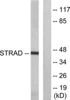 Strad Polyclonal Antibody