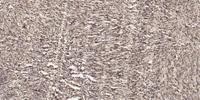 Strad Polyclonal Antibody