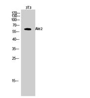 Akt2 Polyclonal Antibody