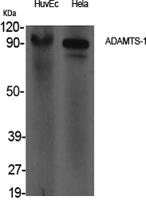 ADAMTS-1 Polyclonal Antibody