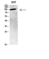 AR (Acetyl Lys633) Polyclonal Antibody