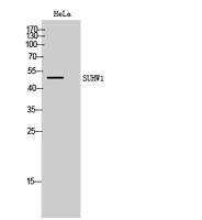 SUHW1 Polyclonal Antibody