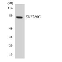 SUHW3 Polyclonal Antibody