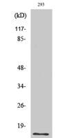 SUMO-1 Polyclonal Antibody