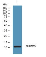 SUMO3 Polyclonal Antibody