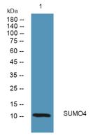 SUMO4 Polyclonal Antibody