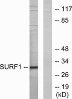 SURF-1 Polyclonal Antibody