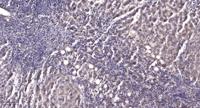 SURF-1 Polyclonal Antibody