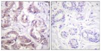 Survivin Polyclonal Antibody(N-terminal )