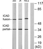 ICAD Polyclonal Antibody