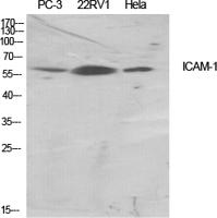 ICAM-1 Polyclonal Antibody