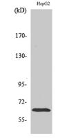 ICAM-1 Polyclonal Antibody