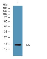 ID2 Polyclonal Antibody