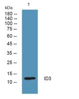 ID3 Polyclonal Antibody