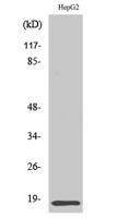 Id4 Polyclonal Antibody