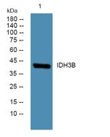 IDH3B Polyclonal Antibody