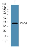 IDH3G Polyclonal Antibody