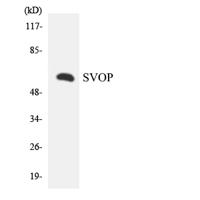 SVOP Polyclonal Antibody