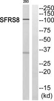 SWAP Polyclonal Antibody