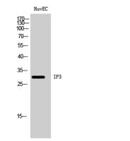 IF3 Polyclonal Antibody