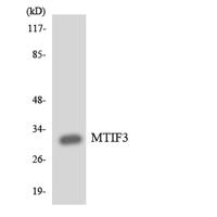 IF3 Polyclonal Antibody