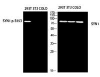 Synapsin-1 Polyclonal Antibody