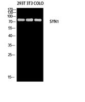 Synapsin-1 Polyclonal Antibody