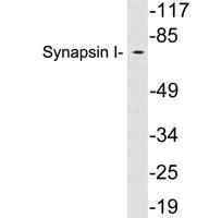 Synapsin-1 Polyclonal Antibody