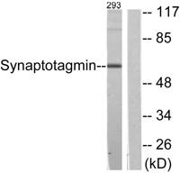 Synaptotagmin Polyclonal Antibody