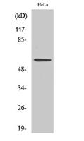 Synaptotagmin Polyclonal Antibody