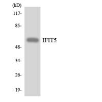 IFIT-5 Polyclonal Antibody