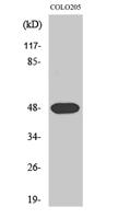 Synaptotagmin XI Polyclonal Antibody