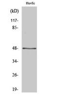 Synaptotagmin XIII Polyclonal Antibody