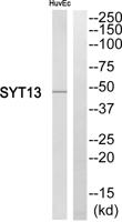 Synaptotagmin XIII Polyclonal Antibody