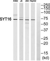 Synaptotagmin XVI Polyclonal Antibody