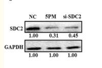 Syndecan-2 Polyclonal Antibody