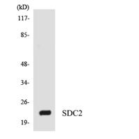 Syndecan-2 Polyclonal Antibody