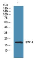 IFN14 Polyclonal Antibody