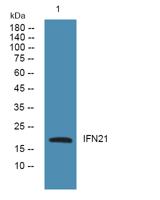 IFN21 Polyclonal Antibody